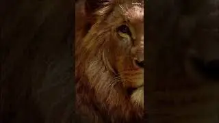 Lion 🦁🔥 animation photo 3d wild #animals #wildlife #shorts