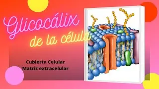El Glicocálix