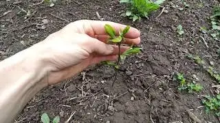 Обход растений, весна 2020