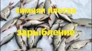 Очень много Плотвы и что с ней делать. Переселения.