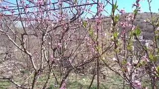 Персик обрезать рано НЕЛЬЗЯ. О курчавости. О народе, 