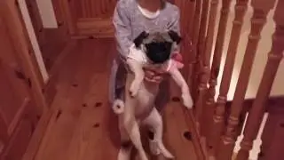 Pug looks Like a Baby