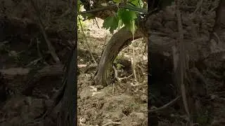 объёрии қатрагӣ