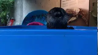 Joey wants... out? more food? scratches? toys?