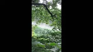 Авторский ритуал Инги Хосроевой. Для карьерного роста для всех.