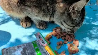 Кормим Голодных Крымских Котиков