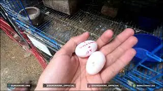USIA BERTELUR MERPATI DAN PERAWATAN UNTUK MEMPERPANJANG USIA PRODUKTIF