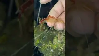Did my shrimp DIE!?