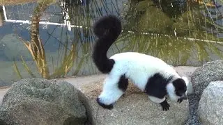 Melbourne ZOO,  Black and White Ruffed Lemur - Varecia variegata HD