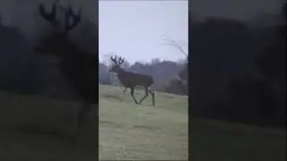 BIG 7 #deer
