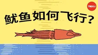 这些鱿鱼会飞……不是开玩笑 - Robert Siddall