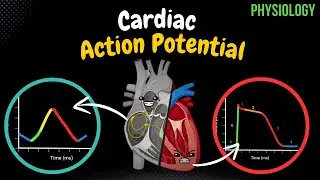 Cardiomyocytes (Everything you NEED to know)