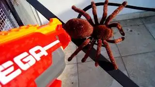 БИТВА ПАУКОВ! ПАУКИ НА КРЫШЕ! Хороший мультик для детей. Мульт 2017