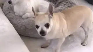 Kaley Cuoco's Funny Dog