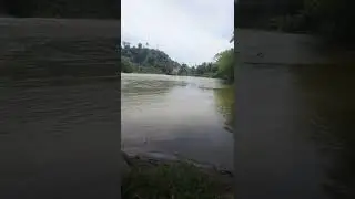 Mancing ikan bobon di sugai besar || Shorts video mancing di kali besar