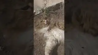 Что случилось с Маркизом?