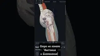 Широкая фасция бедра. Промо #anatomy