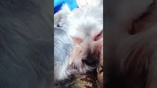 Наша собачка Нюша) #забавныеживотные #собака #мойпитомец