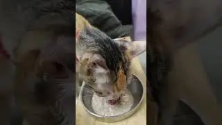 招財想吃