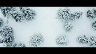 New England Christmas Tree Farm