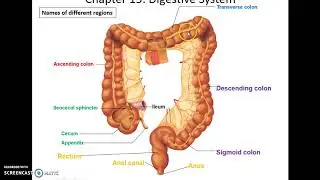 Human Anatomy & Physiology: Chapter 15 Part 2 Digestive System