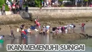 VIRAL...!!!! FENOMENA awal tahun 2021 banjir ikan BAUBAU