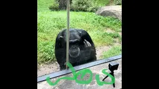 Self awareness at the zoo Chimpanzee