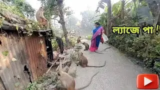 ল্যাজে পা ! | Monkey Love | Animal Lover | Monkey feeding | Monkey Kids 