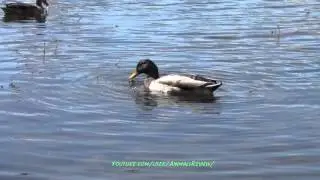 Two ducks