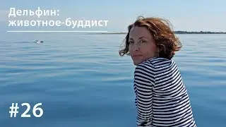 Дельфин: животное-буддист // Все как у зверей #26