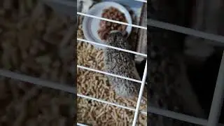 The hedgehog has lunch #shorts99