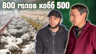 800 голов Бройлер кобб 500