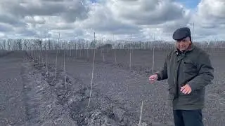 Обрезка саженцев абрикоса и черешни после посадки.