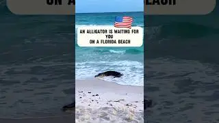 How's that sound? #america #funny #florida #alligator #crocodile #beach #summer #shortsvideo #sea