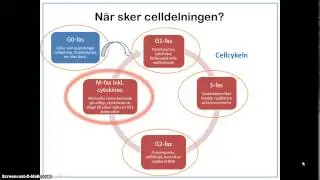 Introduktion till celldelning