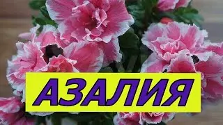 Самый красивый комнатный цветок! Азалия! Это легко!