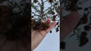 Собираем травы зимой