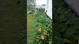 20.06.2022 Цветочки. 🌺🌸🌻🌷🌹 Московская область.