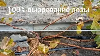 100 % вызревание лозы 2022г.результат монофосфата калия.