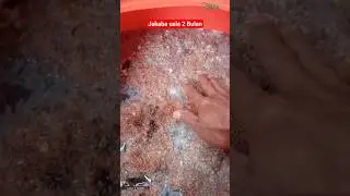 Jakaba usia 2 Bulan | alhamdulillah jakaba melimpah