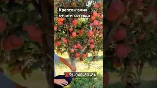 ☎️9-040-80-84 Крепсон олма кўчати сотувда