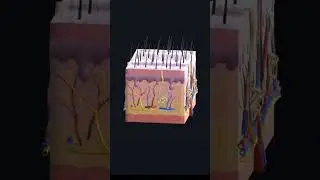 Кожа в 3D😍 