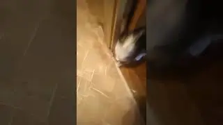 главное я хотел её погладить, а она мне в ответ...