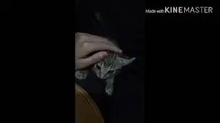 Menidurkan Kucing dengan Lagu