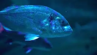 [4K][HDR] Antalya Aquarium
