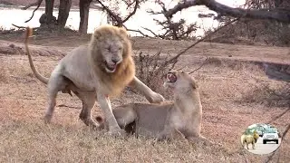 Casper The White Lion And Brothers Conquer The Nsemani Lion Pride