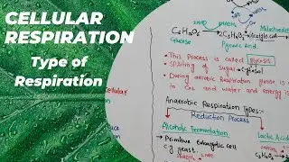 Respiration class 11| Types of respiration | Aerobic and Anaerobic Respiration in plants