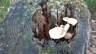 20201019 Haaksbergen Paddenstoelen Fotograferen