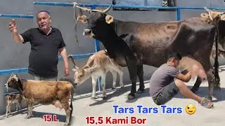 Arzonchi Tog'adan Yang Sigirlar Tars Tars Tars