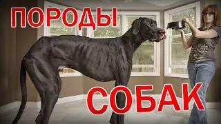 САМЫЕ красивые породы СОБАК в МИРЕ